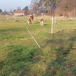 Eine Koppel mit zwei Pferden